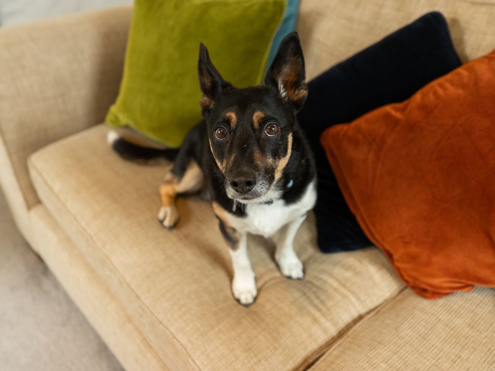 A dog resting on a couch with pillows at The Coach House in Llangollen