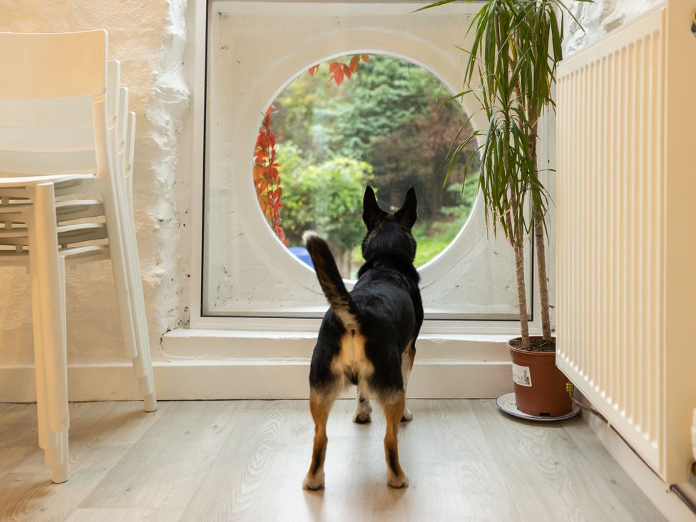 A dog looking out a round window at The Coach House in Llangollen