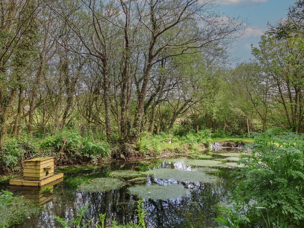 A pond surrounded by trees and plants at Lily Cottage in Looe