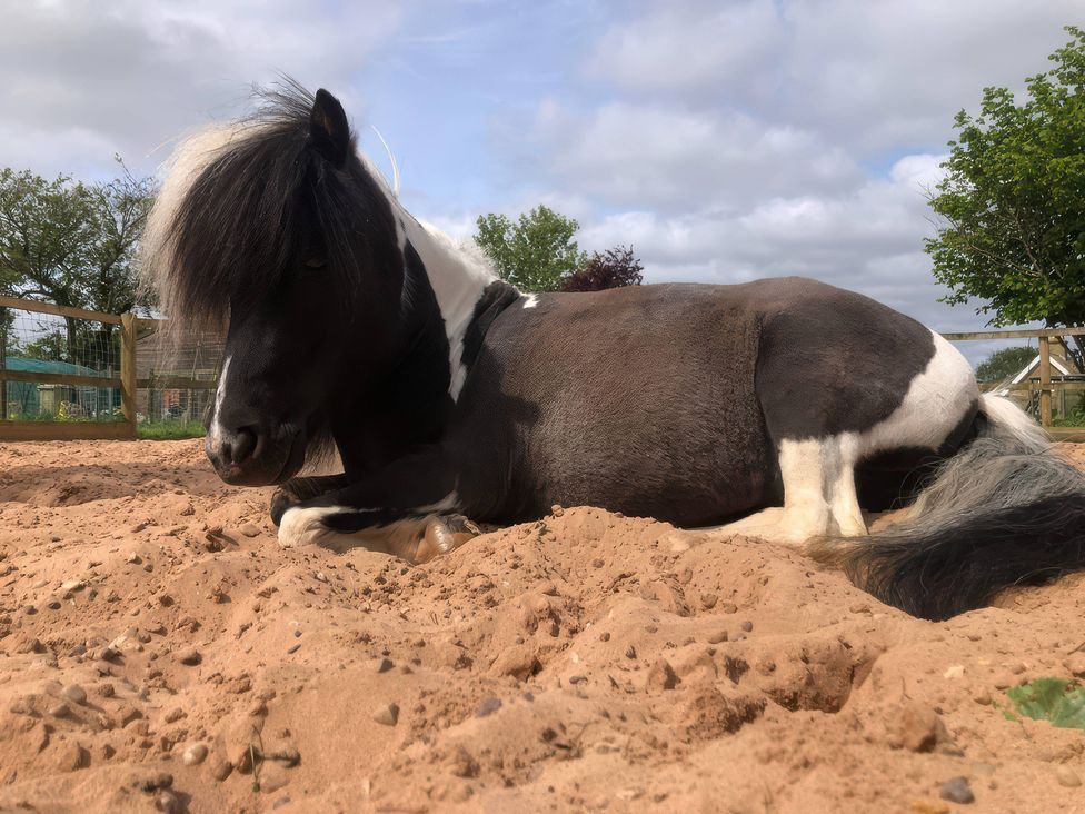 A horse lying on sand in an outdoor area at Gables Cottage in Market Rasen