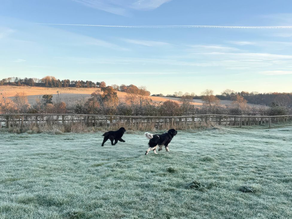 Two dogs running in a field at Gables Cottage in Market Rasen