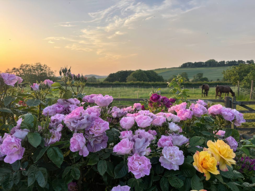 A garden with roses and horses in a field at Gables Cottage in Market Rasen