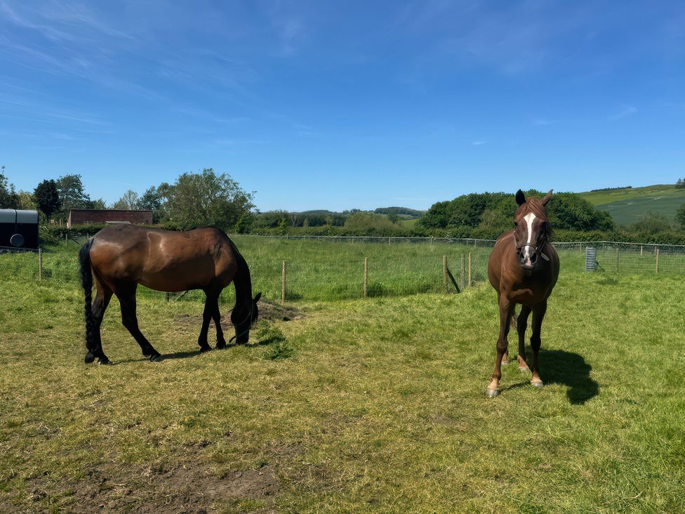 Two horses in a field at Gables Cottage in Market Rasen