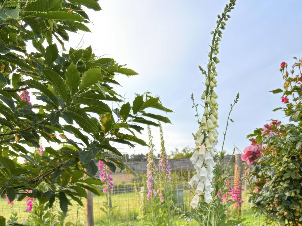 A garden with flowers and greenery at Gables Cottage in Market Rasen