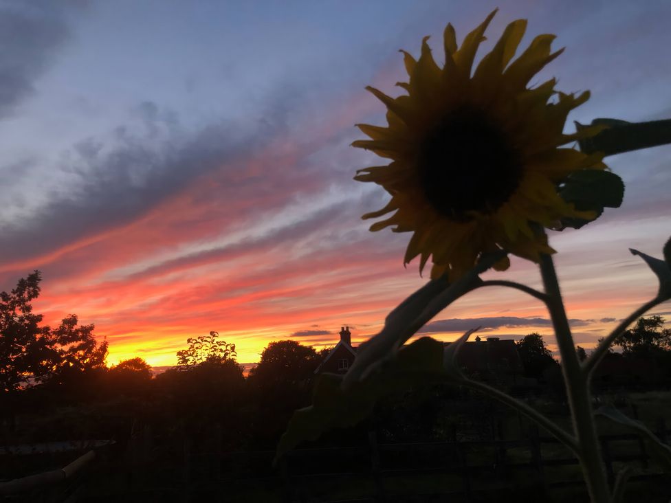 A sunflower with sunset and clouds at Gables Cottage Market Rasen