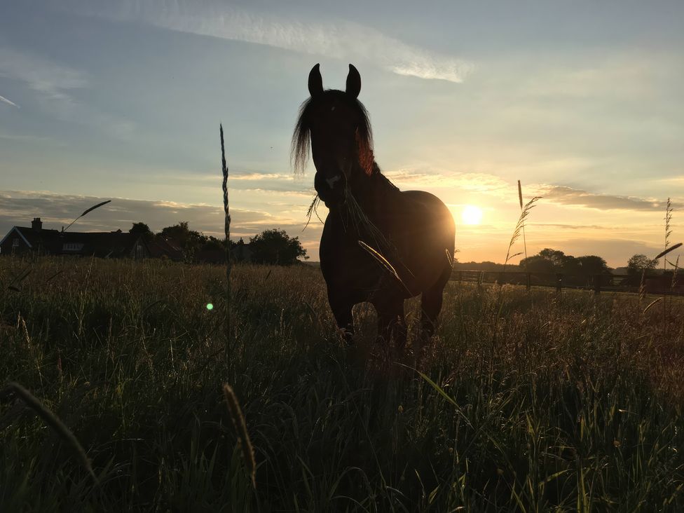 A horse standing in grass during sunset at Gables Cottage in Market Rasen