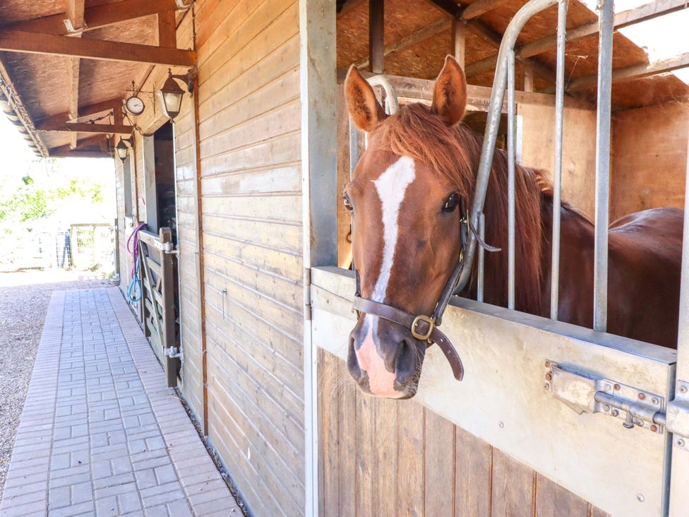 A horse in a stall at Gables Cottage in Market Rasen