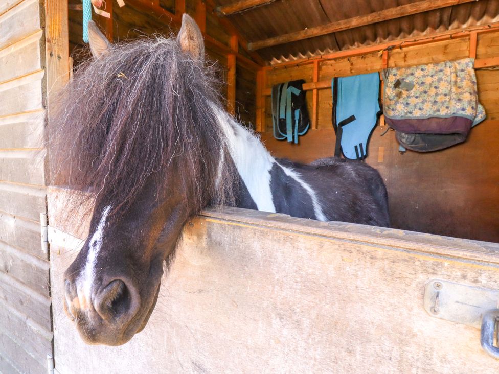A horse inside a stable at Gables Cottage Market Rasen
