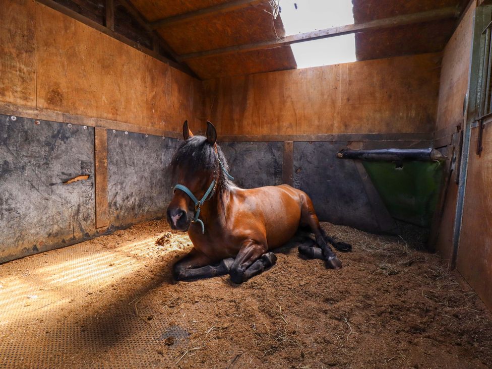 A horse resting on straw in a stable at Gables Cottage Market Rasen