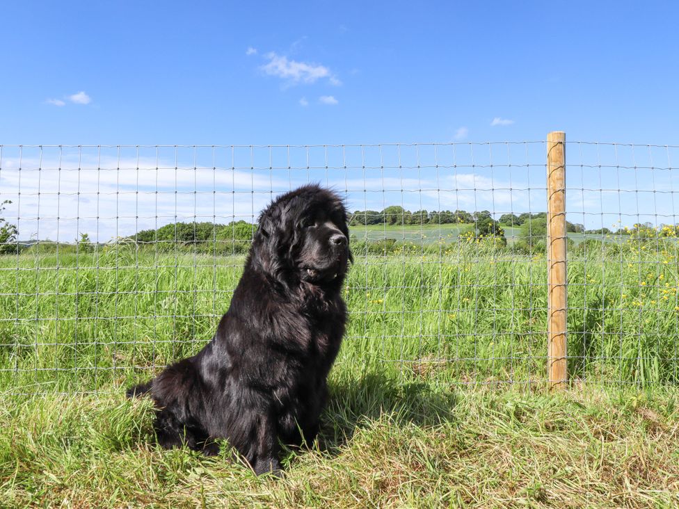 A dog sitting next to a fence in a field at Gables Cottage in Market Rasen