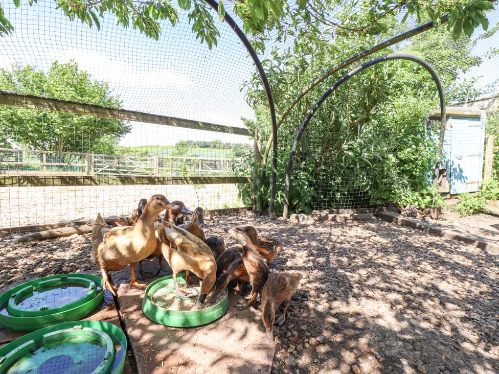 Ducks near feeding dishes in an outdoor area at Gables Cottage, Market Rasen