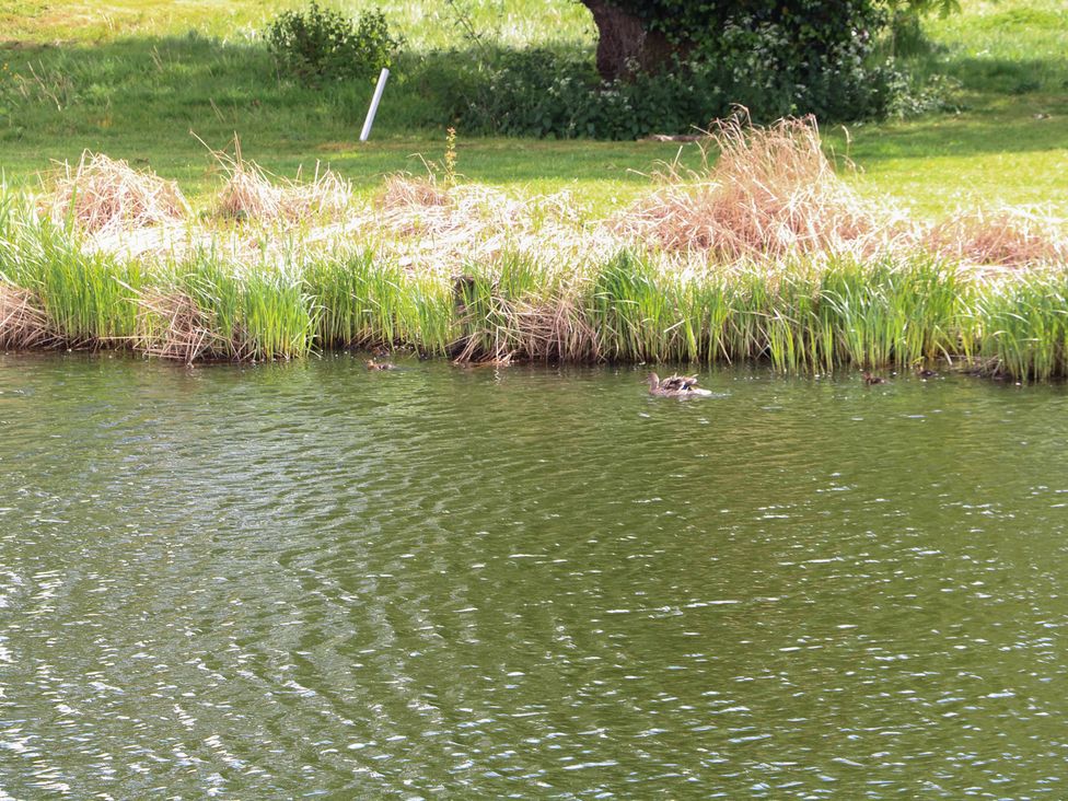 A pond with grass and a duck at Links View in Fritton