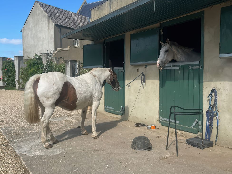 A horse in a stable area at Mappowder Cottage Buckland Newton near Dorchester