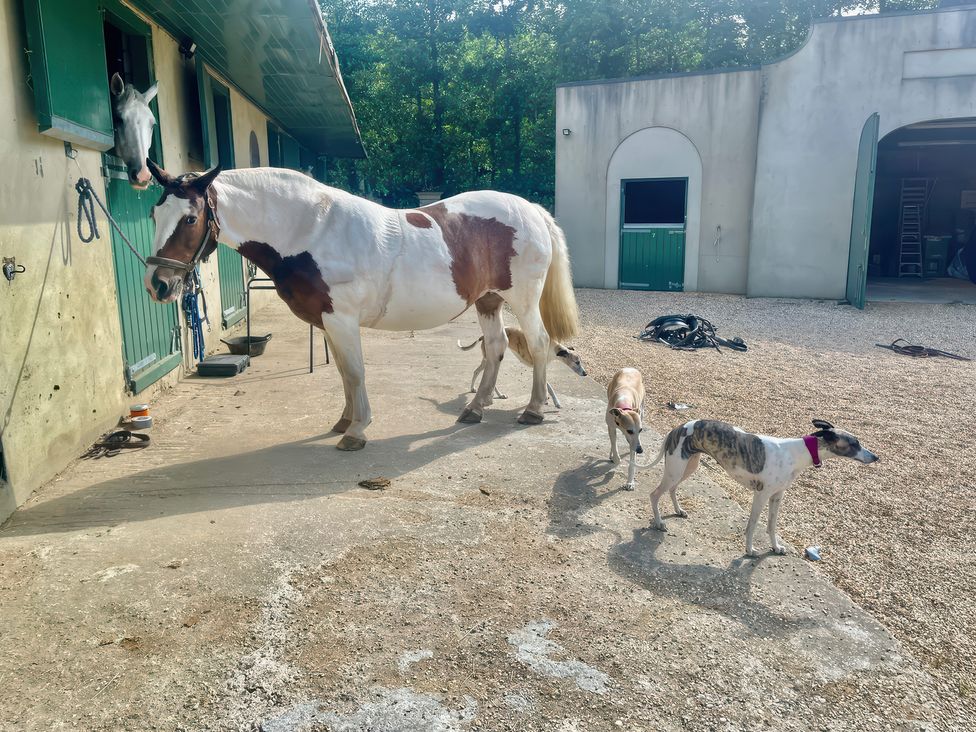 A horse and two dogs outside a stable at Mappowder Cottage Buckland Newton near Dorchester