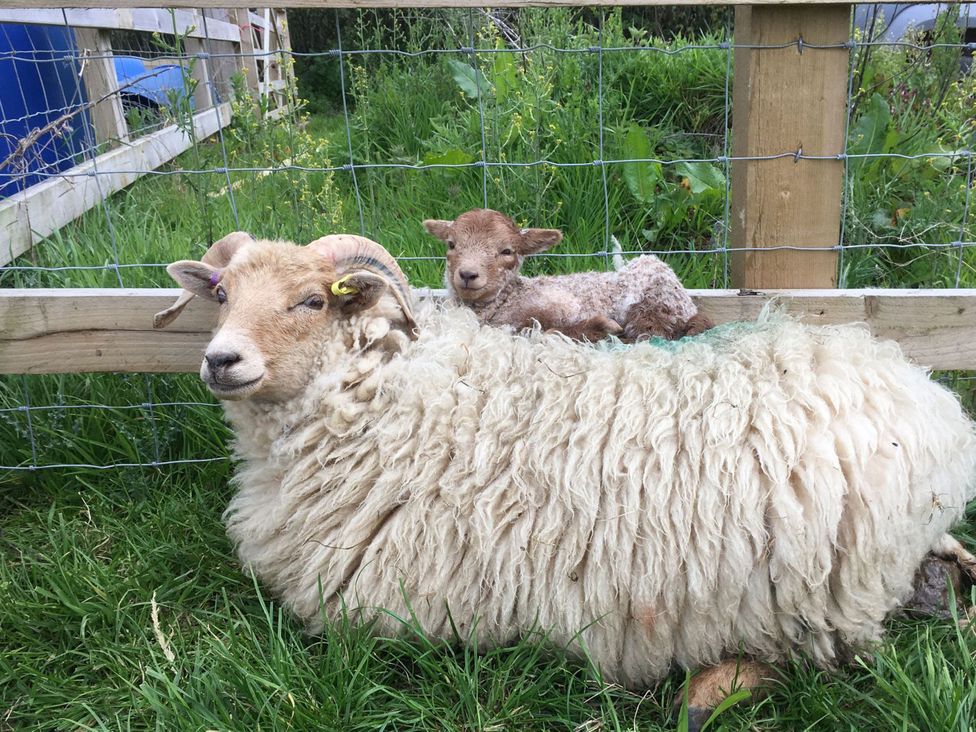 A sheep and a lamb resting in a pasture at Maple Cottage Buckland Newton near Dorchester