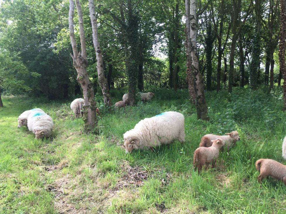 Sheep and lambs grazing in a field with trees at Maple Cottage Buckland Newton near Dorchester