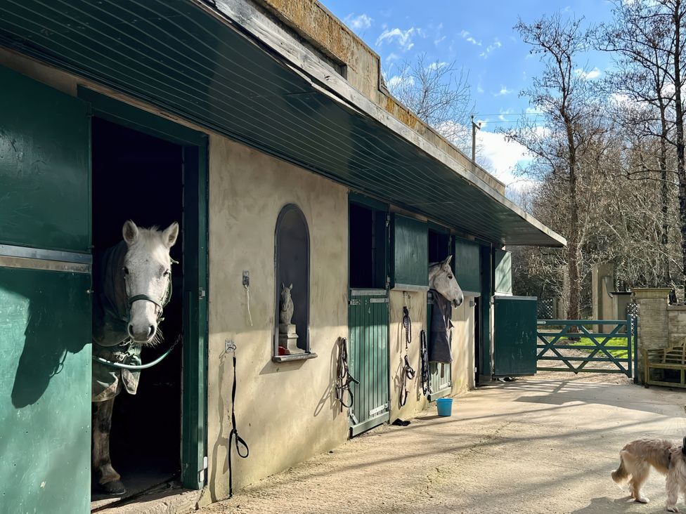 Two horses in stables with a dog outside at Maple Cottage Buckland Newton near Dorchester