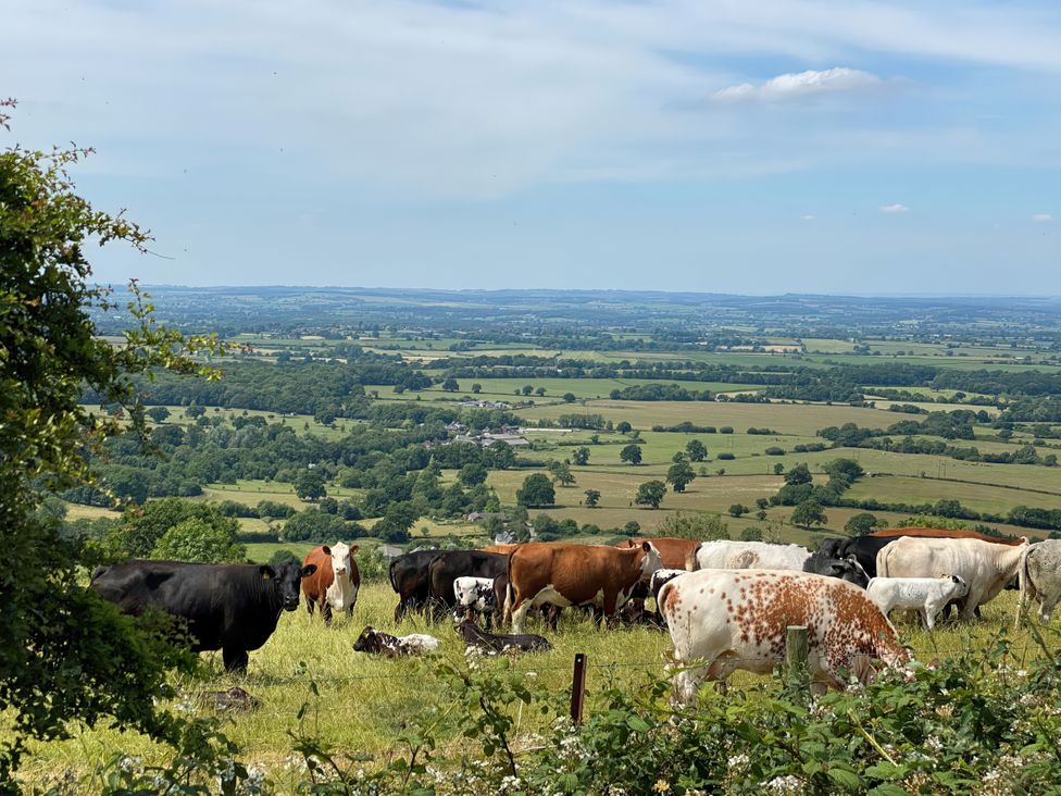 Cows grazing in a pasture with hills and trees in the background at Maple Cottage Buckland Newton near Dorchester