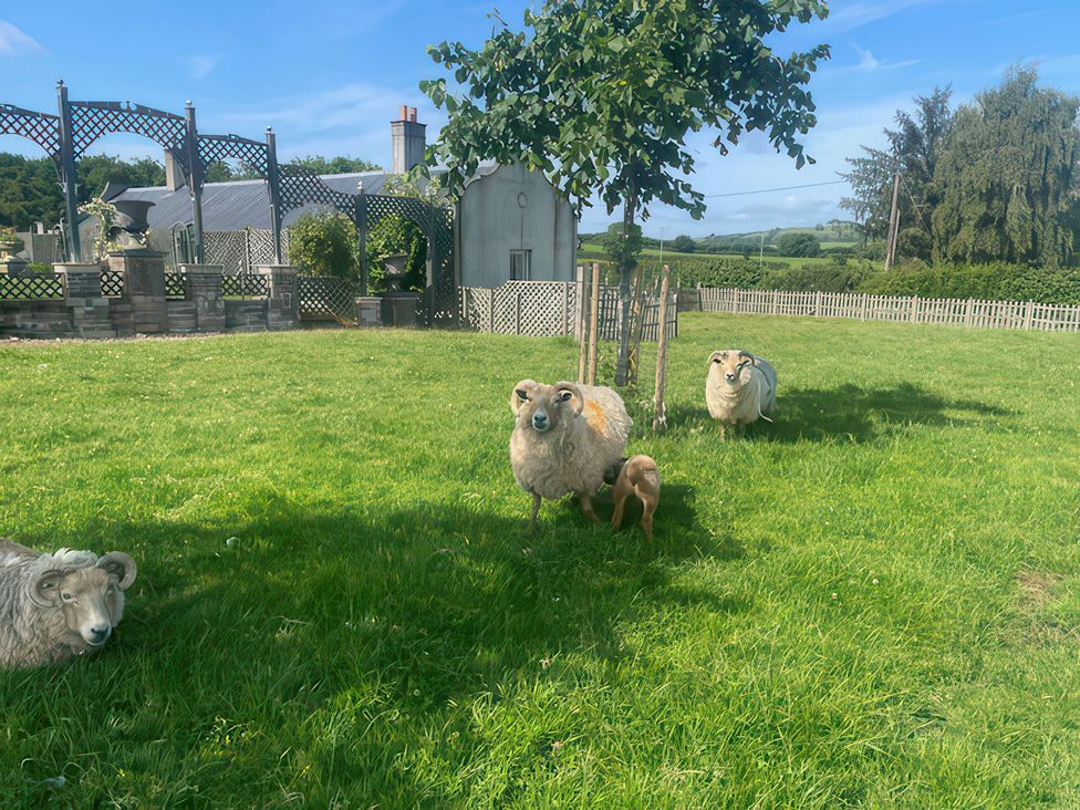 A field with sheep and a tree at Maple Cottage Buckland Newton near Dorchester