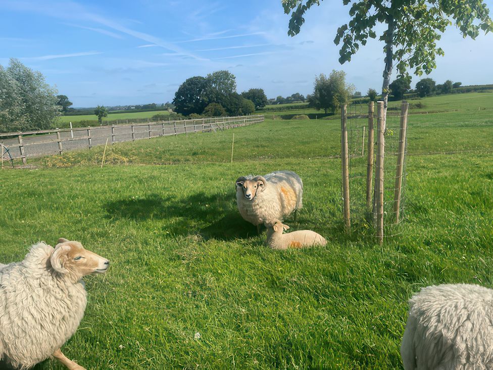 Sheep in a grassy area at Maple Cottage in Buckland Newton near Dorchester