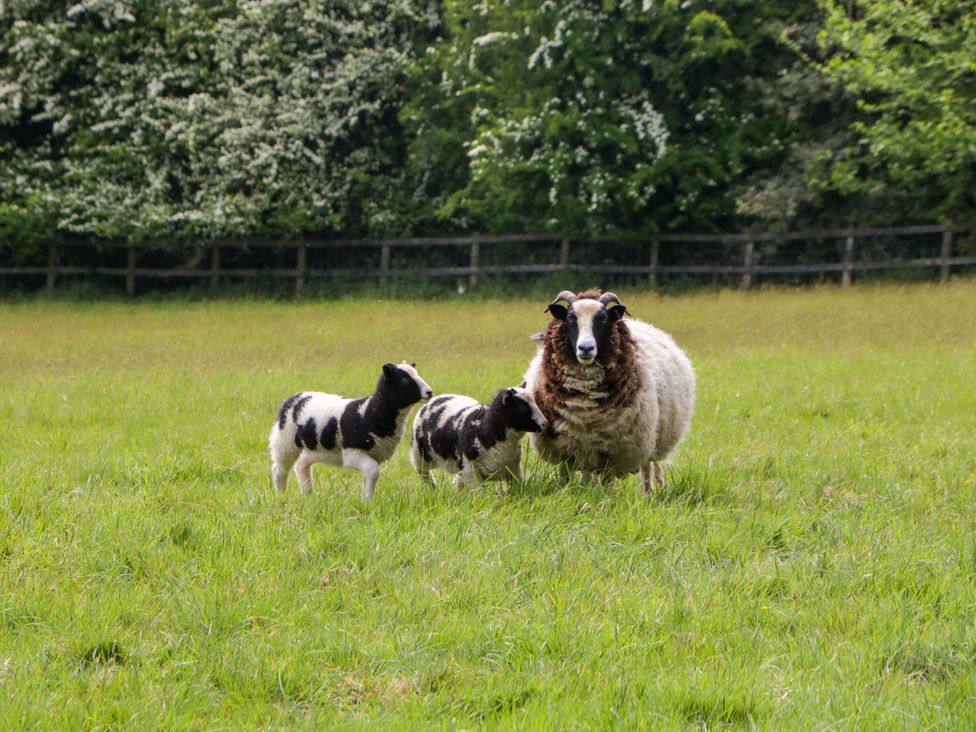Hazel Manor Wing - Cotswolds - 988694 - thumbnail photo 38