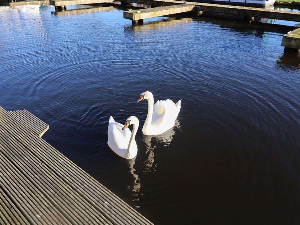 Two swans swimming in water near a dock at Daisy Lodge in Norwich