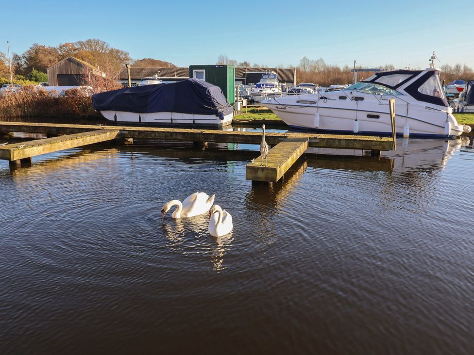 Swans swimming near a dock with boats at Daisy Lodge in Norwich