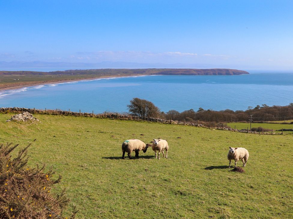 Sheep grazing on grass with ocean view at Dalar Deg Aberdaron