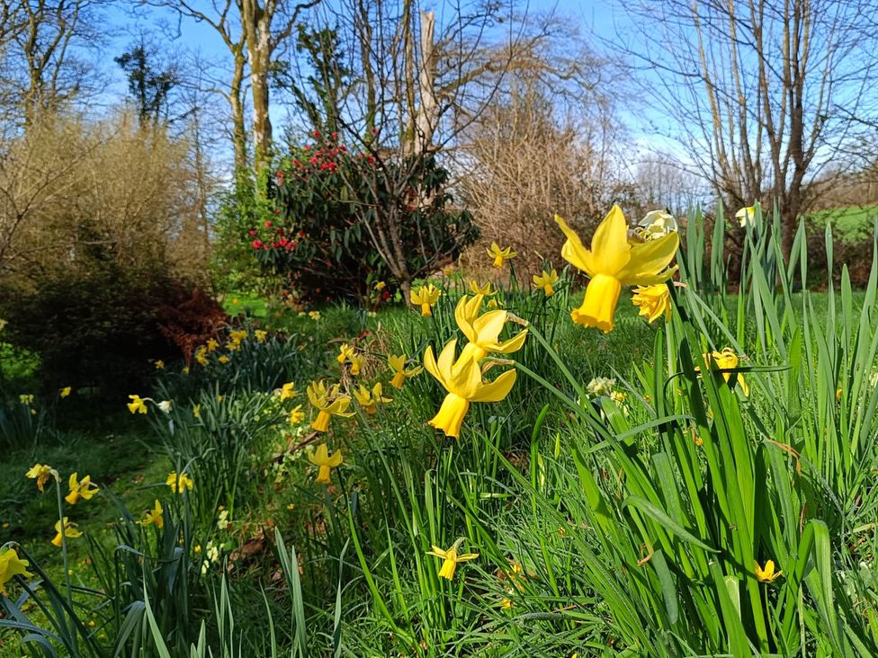 A garden with yellow daffodils and green grass at The Patio Flat in Bodmin Moor