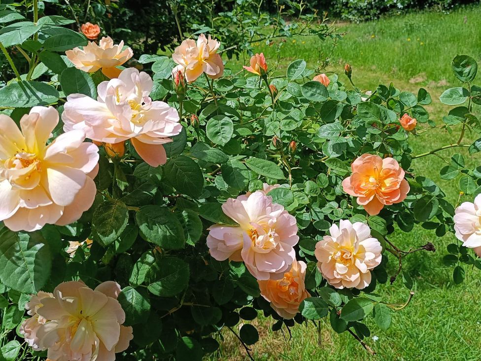 A bush of peach-colored roses in a garden at The Patio Flat Bodmin Moor