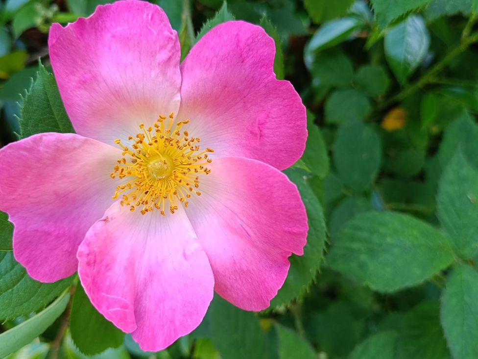 A pink flower with yellow stamens and green leaves at The Patio Flat in Bodmin Moor