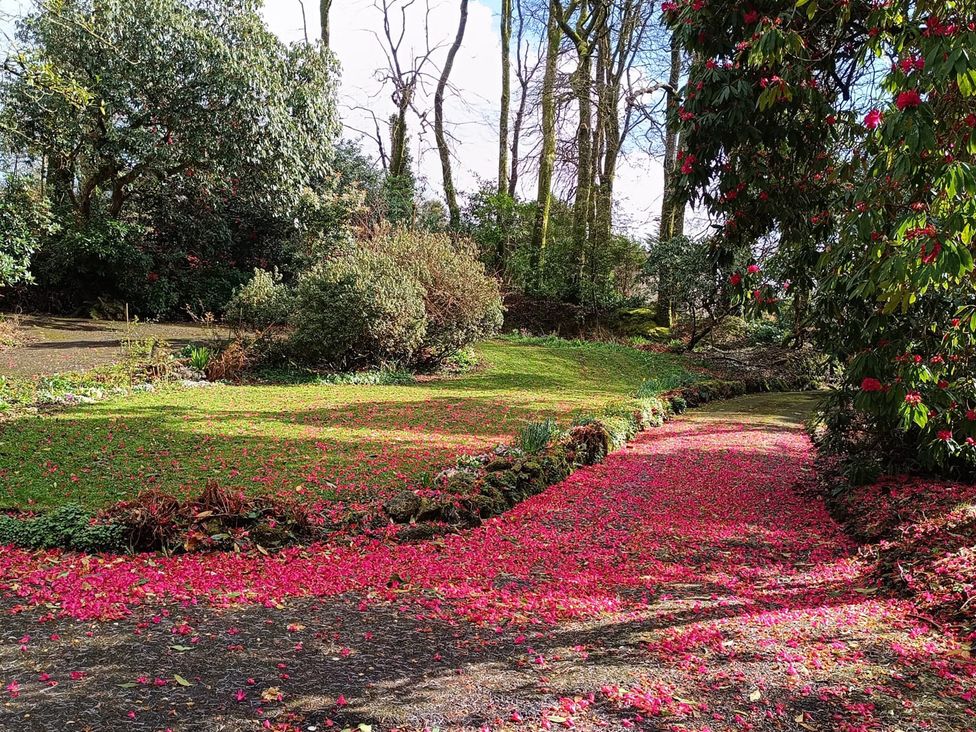 A garden with a path covered in flower petals at The Patio Flat in Bodmin Moor