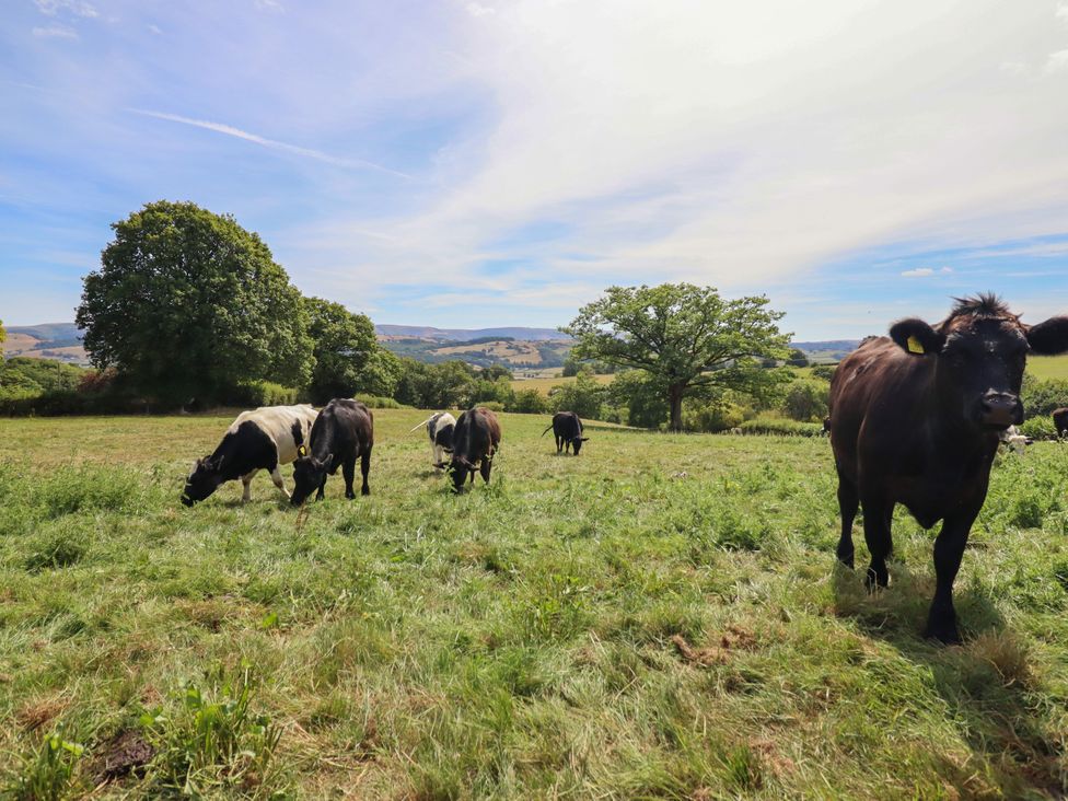 Cows grazing in a field at Ty Berllan in Caersws