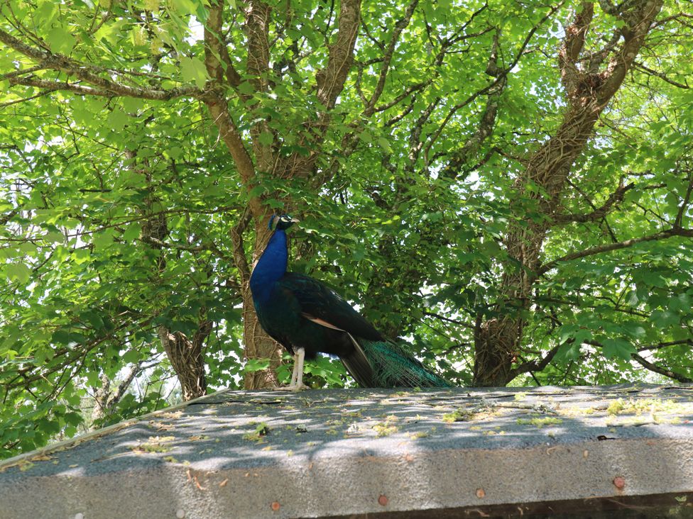 Beggars Roost - Cornwall - 993864 - thumbnail photo 3