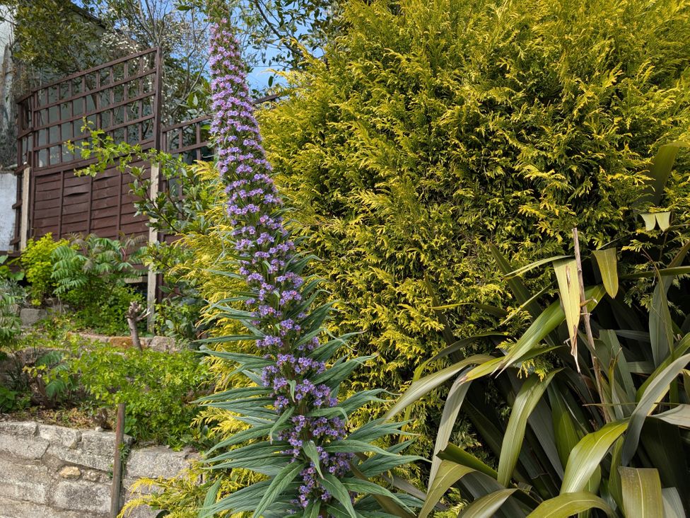 A garden with a tall flowering plant with purple flowers and green foliage near a wooden fence and yellow bush at Lilliput in Shipton Gorge