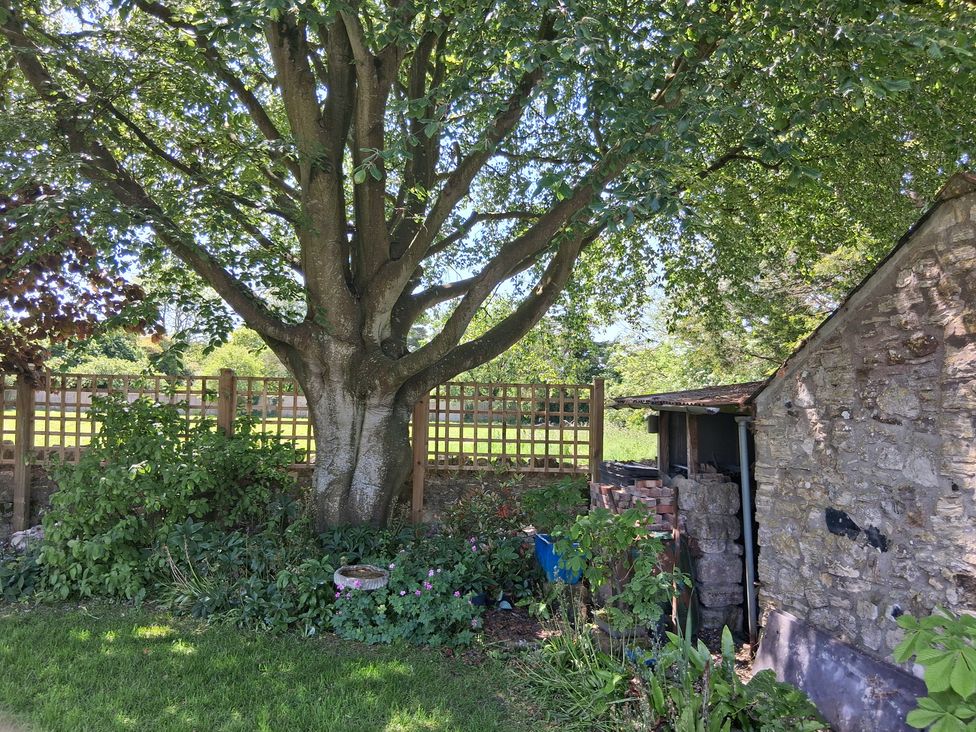 A garden with a tree and shed at Little Retreat in Upwey