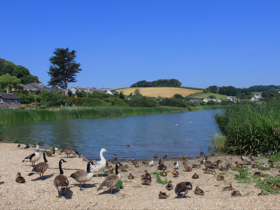 A riverbank with ducks and geese at Estuary View in Kingsbridge