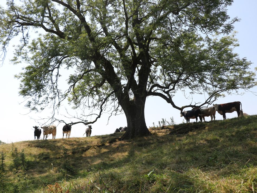 Cows and a tree on a hill in a field at Slade House in Ilam, Staffordshire