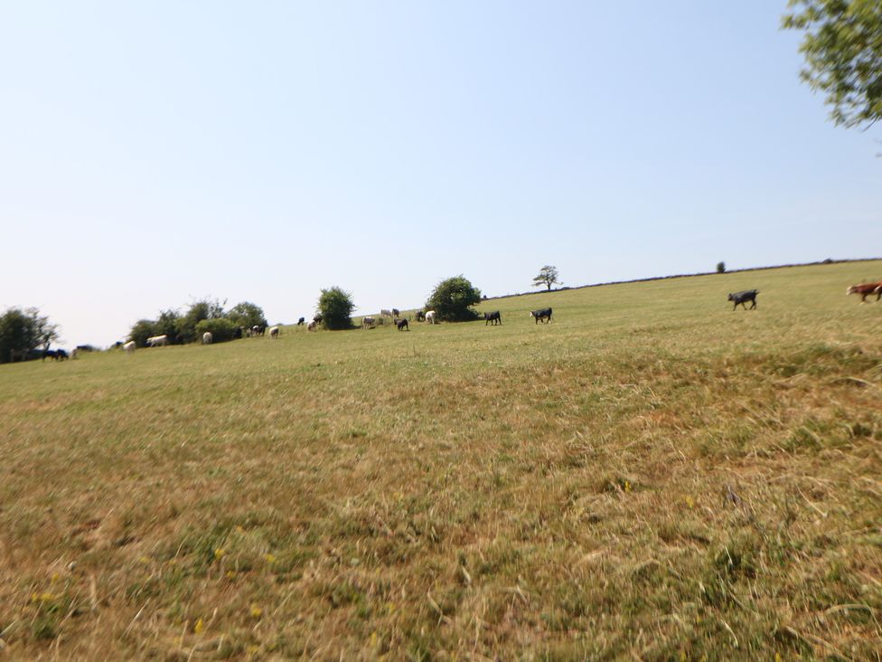 A field with cows grazing at Slade House in Ilam, Staffordshire
