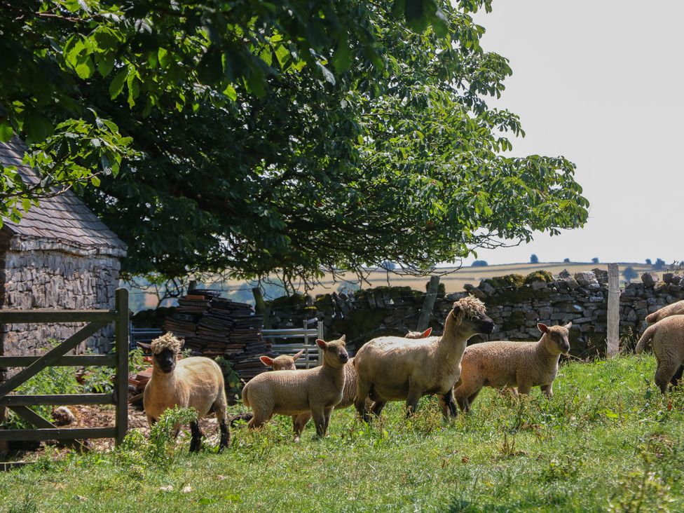 A group of sheep near a stone building at Slade House Ilam Staffordshire