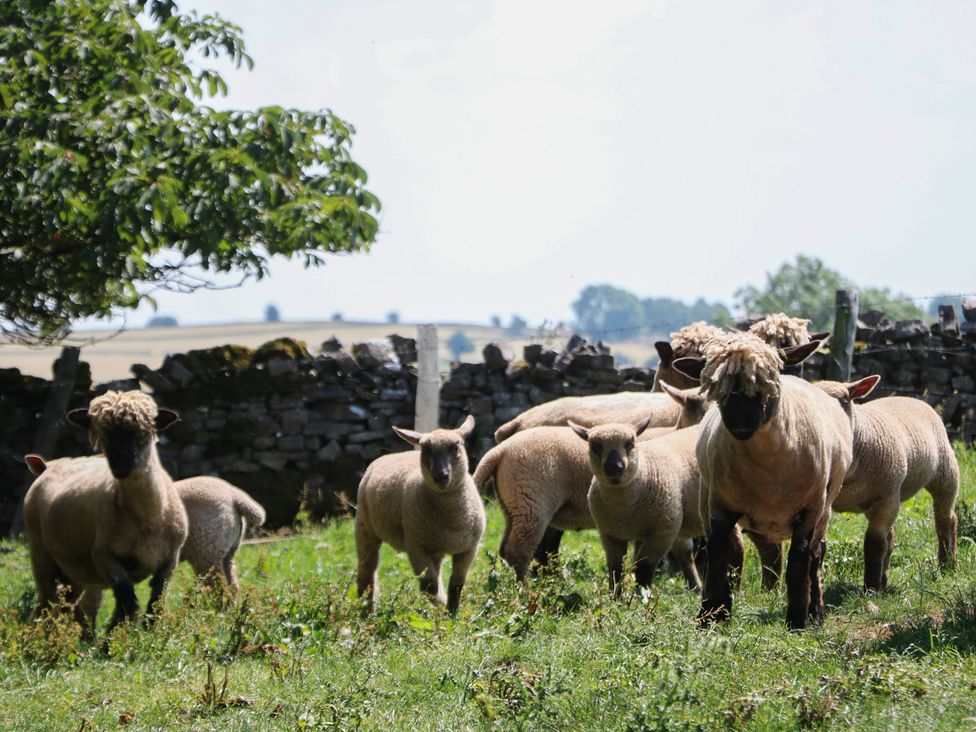 A group of sheep in a grassy area at Slade House, Ilam, Staffordshire