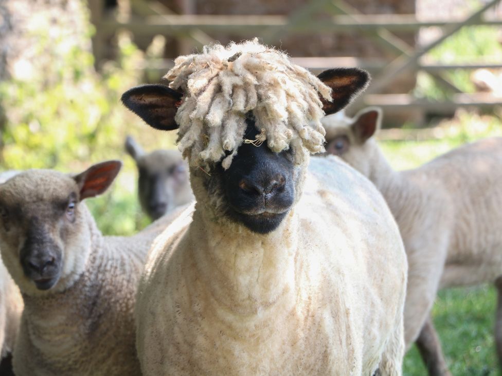 A group of sheep in a field at Slade House in Ilam, Staffordshire