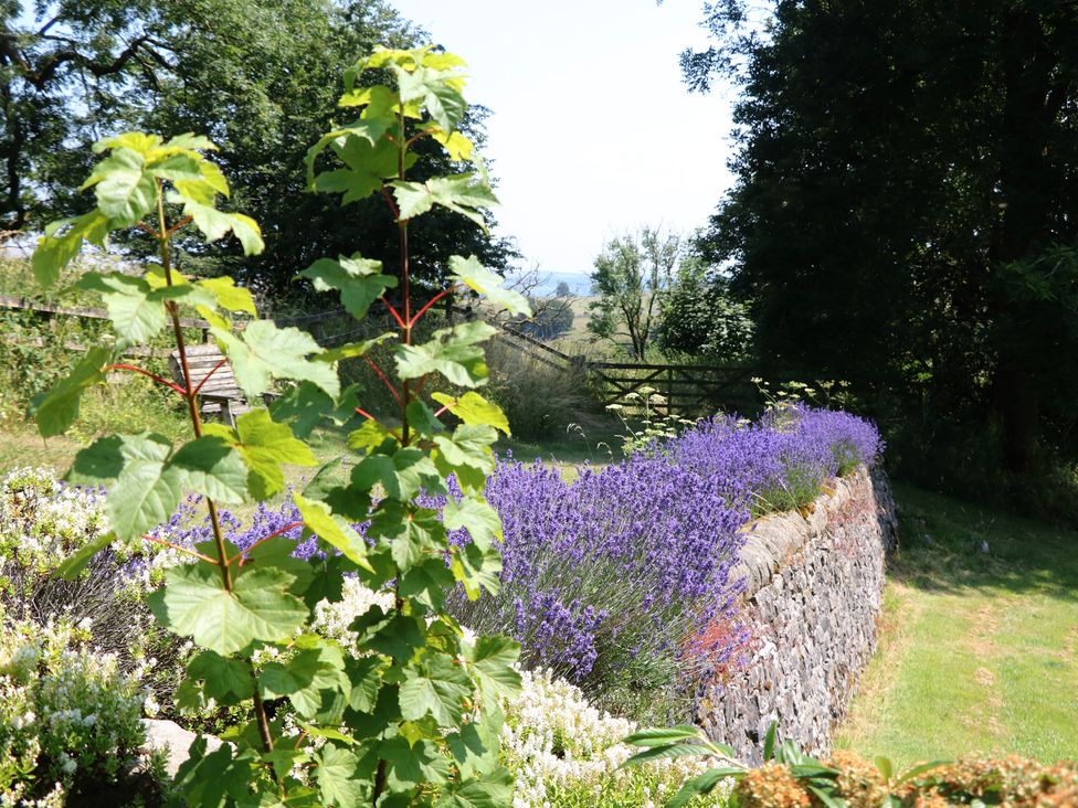 A garden with lavender and green plants at Slade Cottage in Ilam